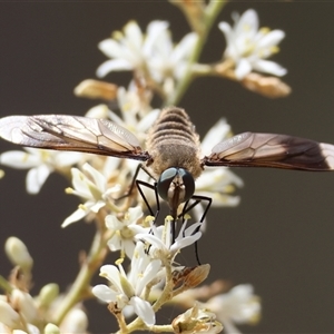 Comptosia sp. (genus) (Unidentified Comptosia bee fly) at Hughes, ACT by LisaH