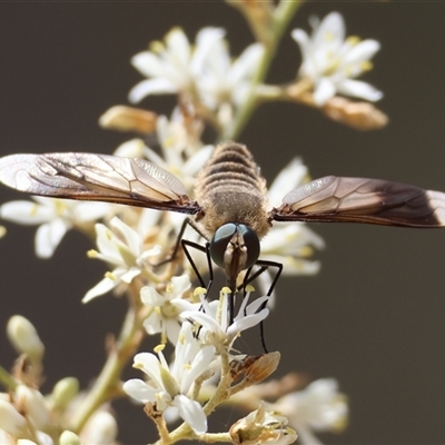 Comptosia sp. (genus) (Unidentified Comptosia bee fly) at Hughes, ACT - 31 Dec 2024 by LisaH