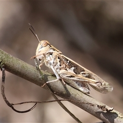 Oedaleus australis (Australian Oedaleus) at Hughes, ACT - 31 Dec 2024 by LisaH