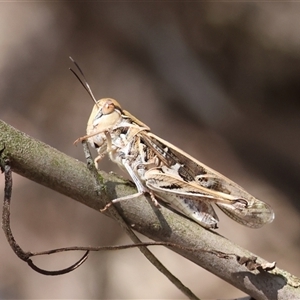 Oedaleus australis (Australian Oedaleus) at Hughes, ACT by LisaH