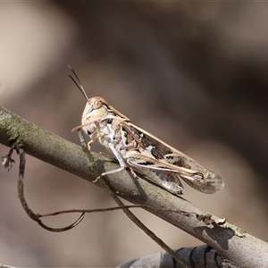 Oedaleus australis at Hughes, ACT - 31 Dec 2024 02:12 PM