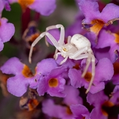 Thomisus spectabilis (Spectacular Crab Spider) at Penrose, NSW - 28 Dec 2024 by Aussiegall