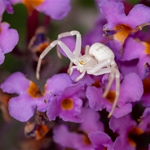 Thomisus spectabilis at Penrose, NSW by Aussiegall