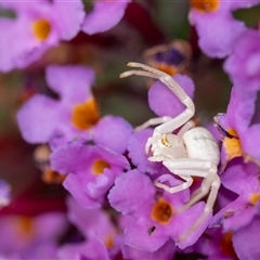 Thomisus spectabilis at Penrose, NSW - suppressed