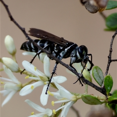 Turneromyia sp. (genus) (Zebra spider wasp) at Hughes, ACT - 31 Dec 2024 by LisaH