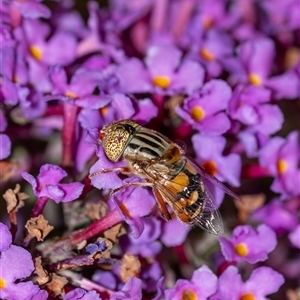 Eristalinus punctulatus at Penrose, NSW - suppressed