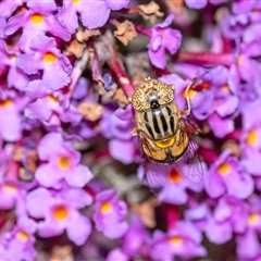 Eristalinus punctulatus at Penrose, NSW - suppressed