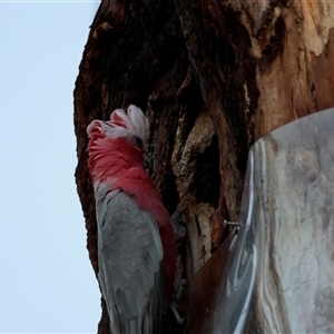 Eolophus roseicapilla (Galah) at Hughes, ACT by LisaH