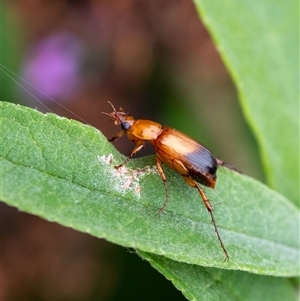 Phyllotocus macleayi (Nectar scarab) at Penrose, NSW by Aussiegall