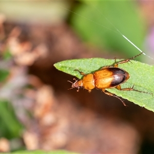 Phyllotocus macleayi at Penrose, NSW - 28 Dec 2024