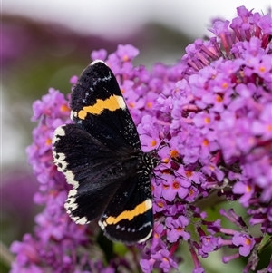 Eutrichopidia latinus (Yellow-banded Day-moth) at Penrose, NSW by Aussiegall