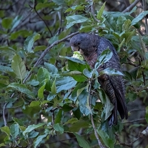 Callocephalon fimbriatum at Penrose, NSW - suppressed