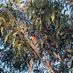 Callocephalon fimbriatum at Penrose, NSW - suppressed