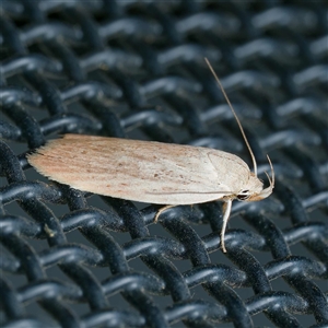 Scieropepla reversella (A Gelechioid moth (Xyloryctidae)) at Harrison, ACT by DPRees125