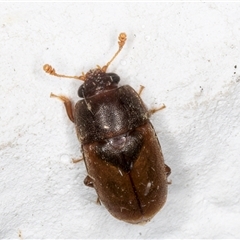 Nitidulidae sp. (family) (Sap beetle) at Melba, ACT - 2 Jan 2025 by kasiaaus