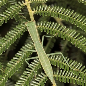 Orthodera ministralis (Green Mantid) at Melba, ACT by kasiaaus