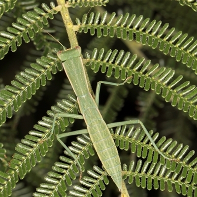 Orthodera ministralis (Green Mantid) at Melba, ACT - 3 Jan 2025 by kasiaaus