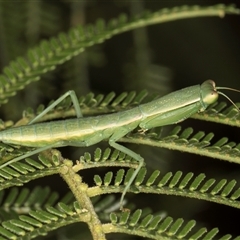 Orthodera ministralis at Melba, ACT - 3 Jan 2025 10:44 AM