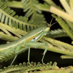 Orthodera ministralis at Melba, ACT - 3 Jan 2025