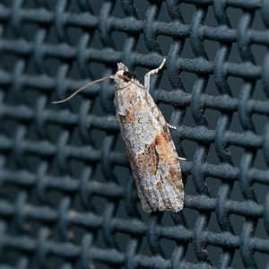 Acropolitis rudisana at Harrison, ACT - suppressed