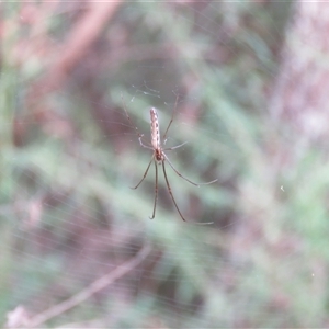 Tetragnatha sp. (genus) at Mittagong, NSW - 17 Dec 2024 04:30 PM