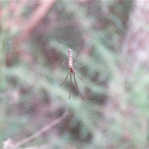 Tetragnatha sp. (genus) (Long-jawed spider) at Mittagong, NSW by Span102