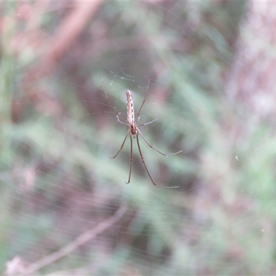 Tetragnatha sp. (genus) (Long-jawed spider) at Mittagong, NSW - 17 Dec 2024 by Span102