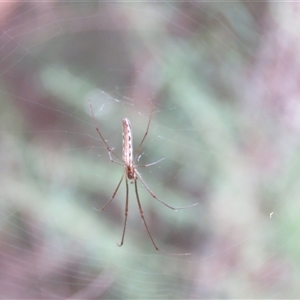 Tetragnatha sp. (genus) at Mittagong, NSW - 17 Dec 2024 04:30 PM