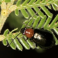 Adoxia benallae (Leaf beetle) at Melba, ACT - 3 Jan 2025 by kasiaaus