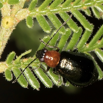 Adoxia benallae (Leaf beetle) at Melba, ACT - 3 Jan 2025 by kasiaaus