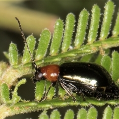 Adoxia benallae at Melba, ACT - 3 Jan 2025 10:45 AM