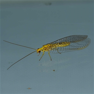 Italochrysa insignis (A Green Lacewing) at Harrison, ACT by DPRees125