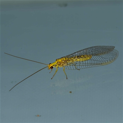 Italochrysa insignis (A Green Lacewing) at Harrison, ACT - 3 Jan 2025 by DPRees125