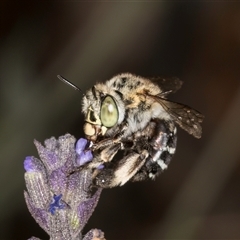 Amegilla sp. (genus) (Blue Banded Bee) at Melba, ACT - 2 Jan 2025 by kasiaaus