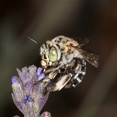 Amegilla sp. (genus) (Blue Banded Bee) at Melba, ACT - 3 Jan 2025 by kasiaaus