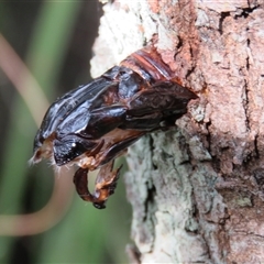 Endoxyla (genus) (Unknown Wood Moth) at Mittagong, NSW - 17 Dec 2024 by Span102