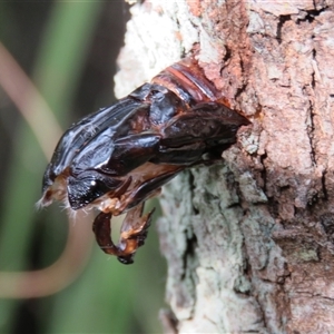 Endoxyla (genus) (Unknown Wood Moth) at Mittagong, NSW by Span102