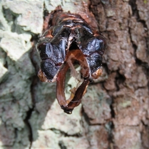 Endoxyla (genus) at Mittagong, NSW - suppressed