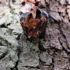 Endoxyla (genus) at Mittagong, NSW - suppressed