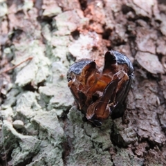 Endoxyla (genus) at Mittagong, NSW - suppressed