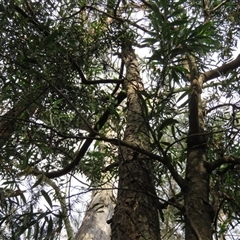 Endoxyla (genus) at Mittagong, NSW - suppressed