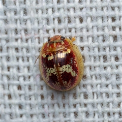 Paropsisterna sp. ("Ch11" of DeLittle 1979) (A leaf beetle) at Harrison, ACT - 3 Jan 2025 by DPRees125