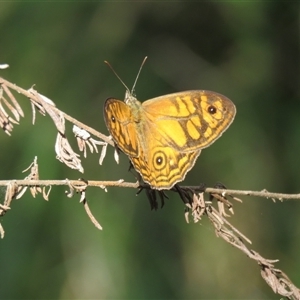 Geitoneura acantha (Ringed Xenica) at Mittagong, NSW by Span102