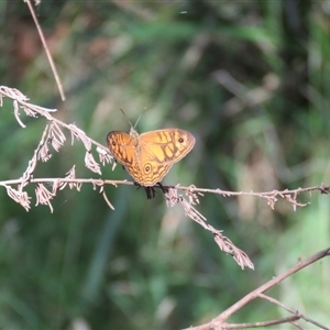 Geitoneura acantha at Mittagong, NSW - suppressed