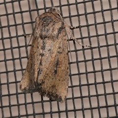 Leucania obumbrata (Lesser Armyworm) at Freshwater Creek, VIC - 27 Apr 2020 by WendyEM