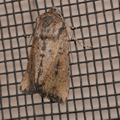 Leucania obumbrata (Lesser Armyworm) at Freshwater Creek, VIC - 27 Apr 2020 by WendyEM