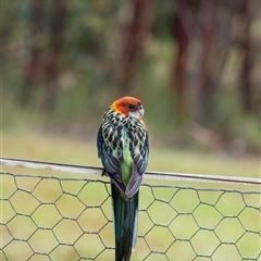 Platycercus eximius (Eastern Rosella) at Penrose, NSW - 2 Jan 2025 by Aussiegall