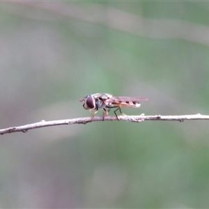 Melangyna viridiceps (Hover fly) at Mittagong, NSW by Span102