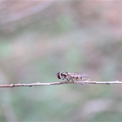 Melangyna viridiceps at Mittagong, NSW - suppressed