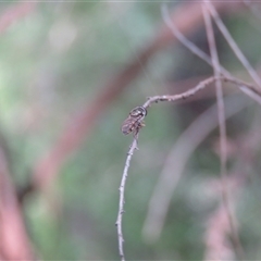 Melangyna viridiceps at Mittagong, NSW - suppressed